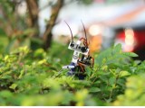 insectobot_1